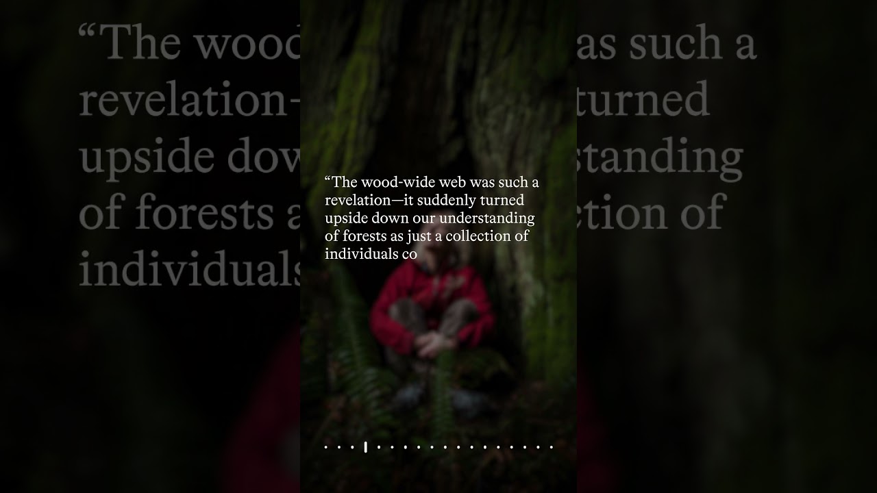 Finding the Mother Tree &ndash; A Conversation with Suzanne Simard