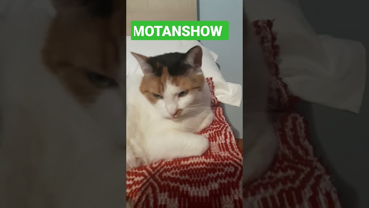 #motanshow #calico #pet 🙀🙀🙀🙀 MOTANSHOW DIN NOU🙀🙀🙀🙀👺🙀