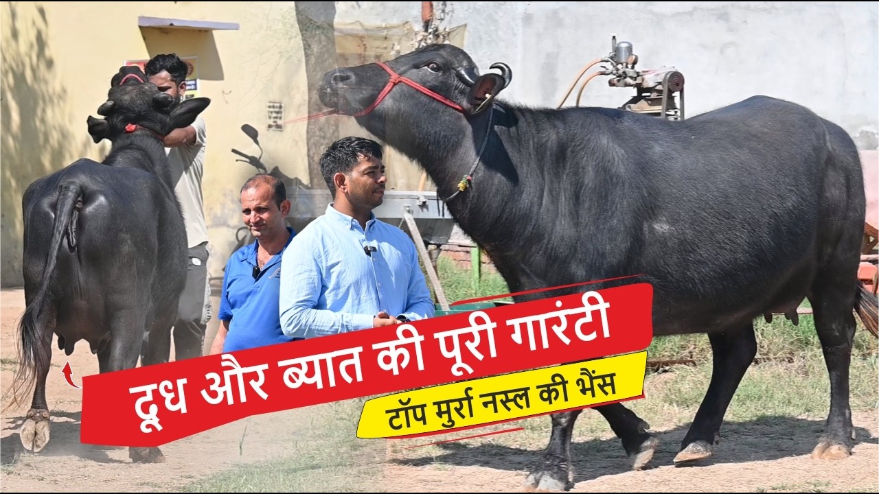 दूध और ब्यात की पूरी गारंटी - मुर्रा नस्ल की भैंस || INDERVESH TAXAK DAIRY FARM, CH. DADRI