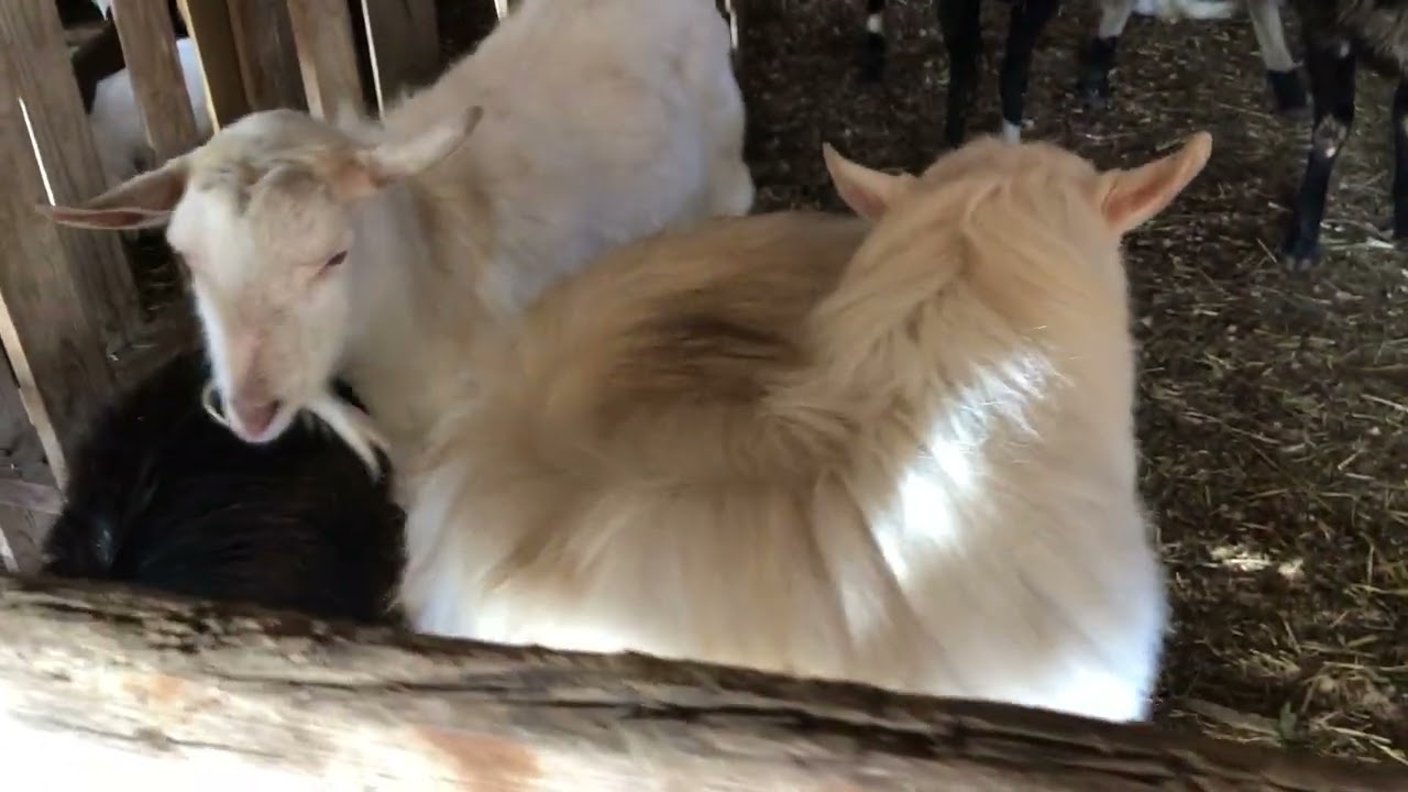 Kış şartlarında hayvancılık #animals #koyun #kuzu #keçi #köyhayatı #farming 