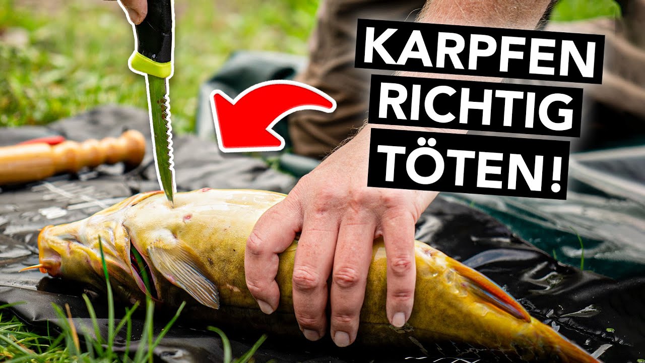 Karpfen waidgerecht bet&auml;uben und t&ouml;ten (empfohlene Methode)