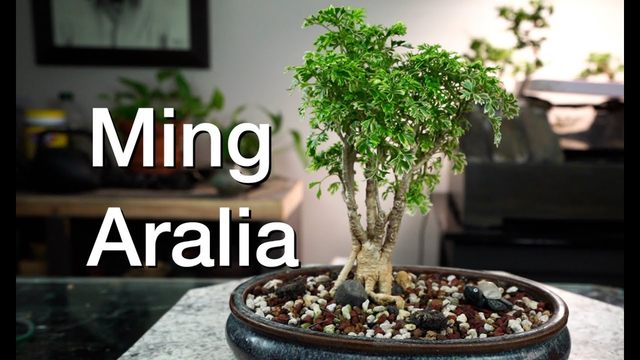 Ming Aralia:  Dave's Bonsai E272
