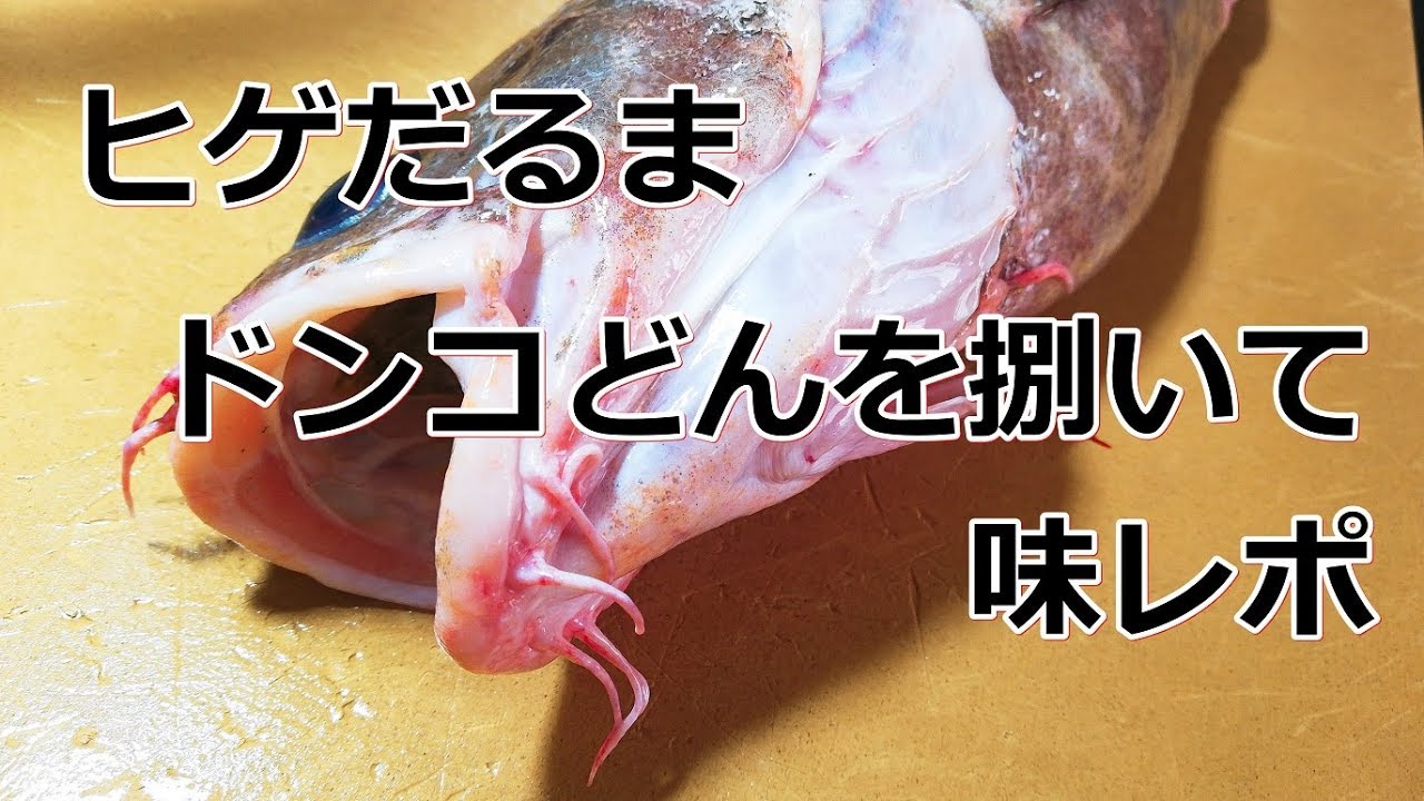 鍋のタネ　ドンコをお刺身で食べてみる　how to fillet japanese cod