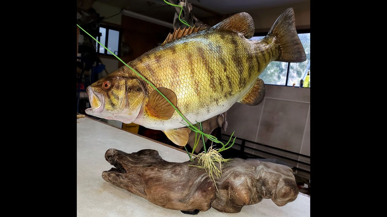 Small mouth Bass Reproduction