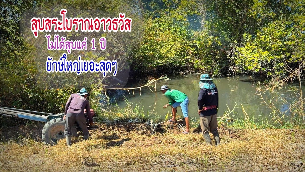 สูบสระโบราณไม่ได้สูบ 1 ปี ปลาช่อนใหญ่เยอะสุดของฤดูกาล ฉีกทุกกฎการประเมินสระด้วยสายตา