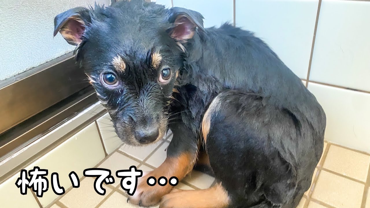 【心を開く保護犬】野犬の子犬5ヶ月の成長記録