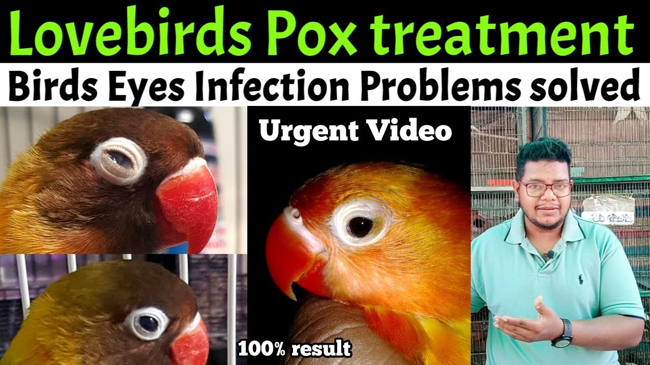 Love bird pox treatment | pox treatment for birds | Lovebird eye infection treatment | love birds