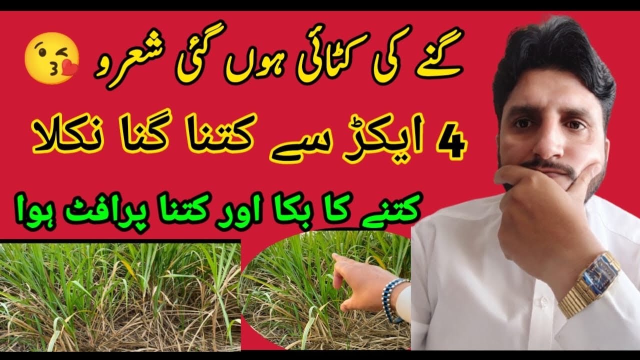 Gany ki katai shoro hogai hy masha Allah ab dikhty hain ky kitna phrofit hota hy gany14 January 2026