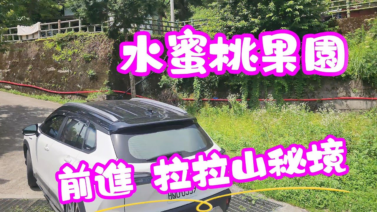 品嘗拉拉山水蜜桃  秘境裡朋友果園的水蜜桃今年豐收  2025夏季露營活動之三 2025年6月22日