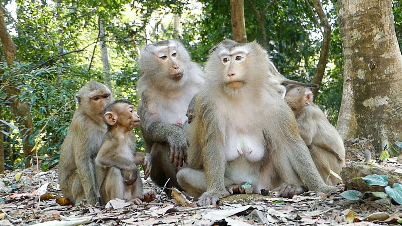 Peaceful nature life |Monkey Libby visits Rose & Rina with Rainbow, Lily & Kendra