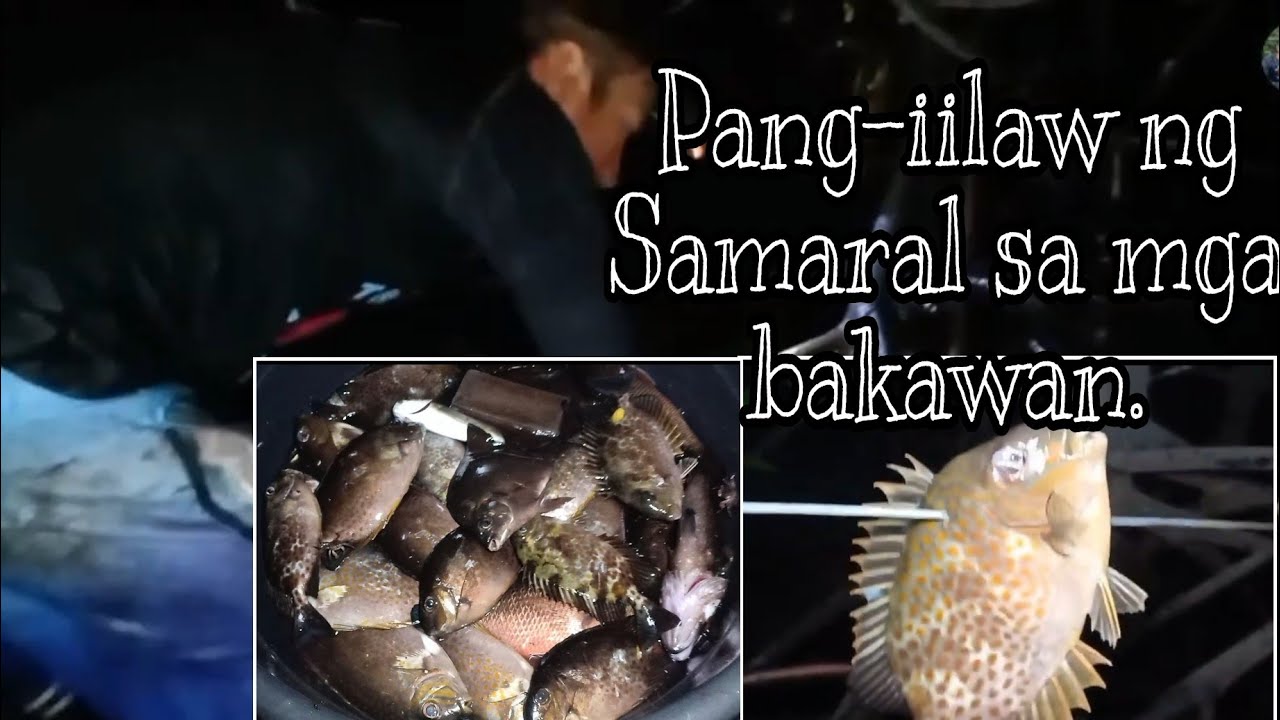 EPS 03:PART 2:PANG-IILAW NG SAMARAL FISH SA MGA BAKAWAN. #rabbitfish #Tropangmadiskarte #buhayisla