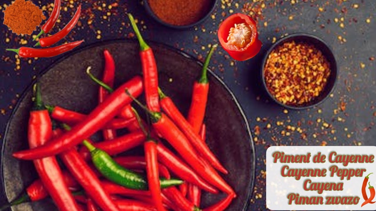 Le Piment 🌶 de Cayenne(Bienfaits et Utilisations)