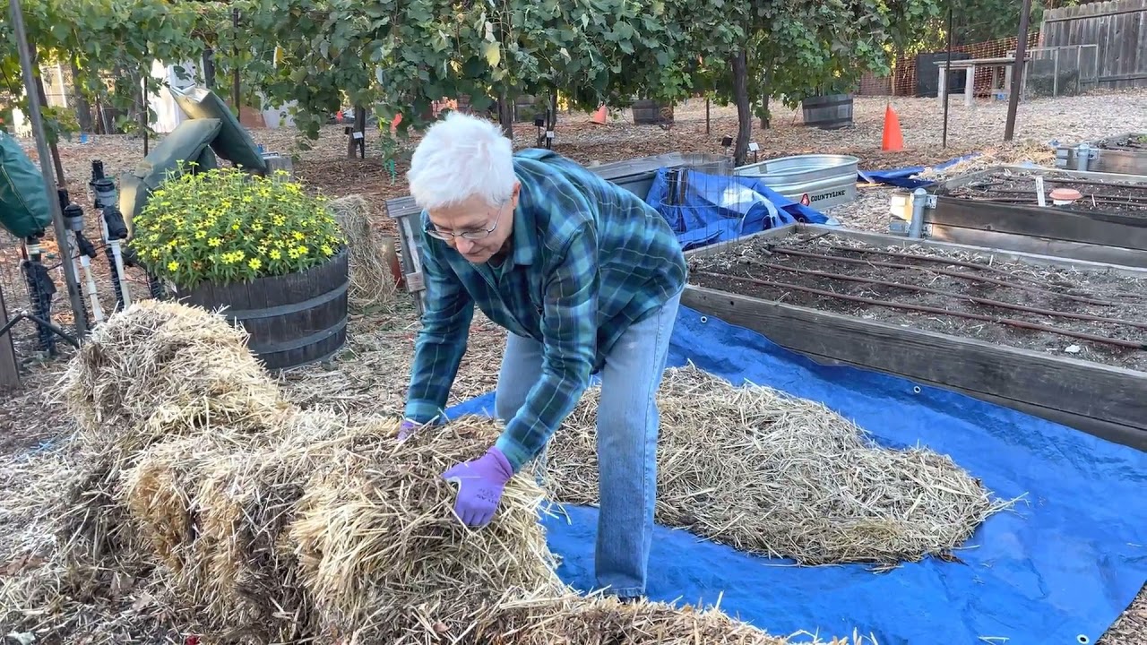Straw Bale Gardening  Part 3 -  End of the Season