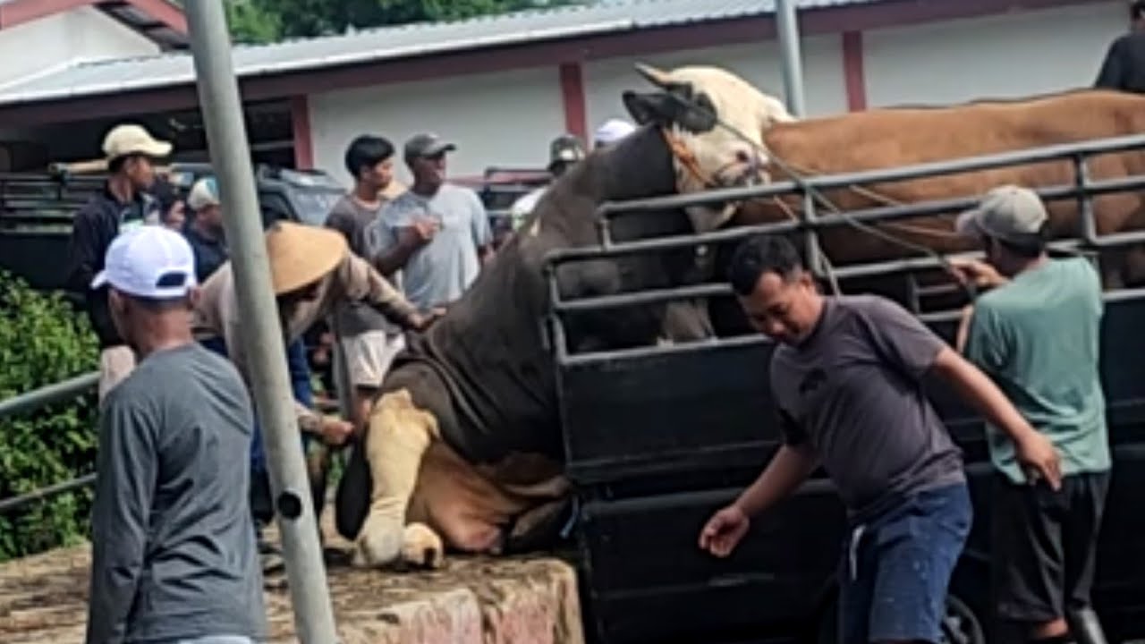 KUMPULAN SAPI NGAMUK GALAK NGAMUK WARUNG MASUK GALIAN 🔥🔥🔥