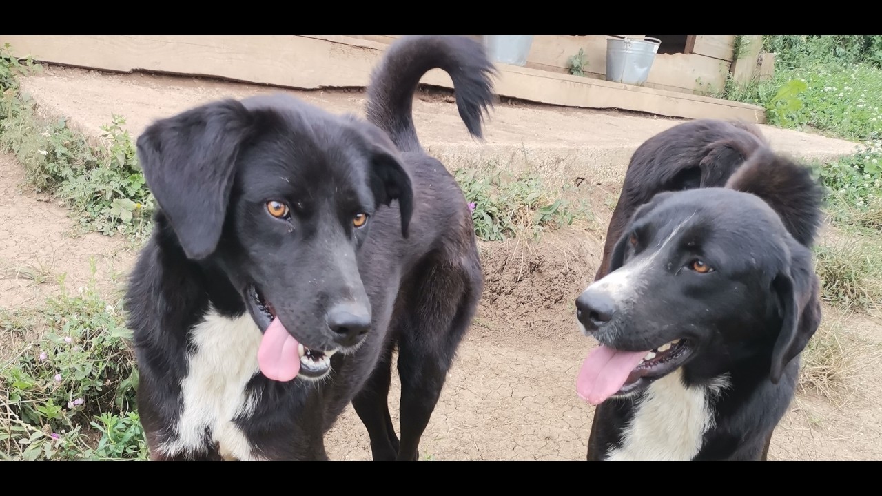 Softie I Adoption of Dogs from Bosnia