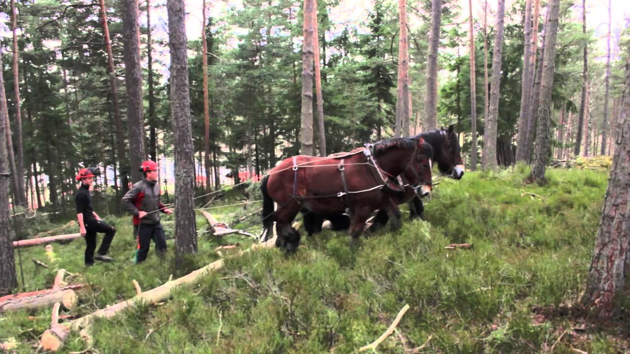 Exploitation forestière et débardage au cheval
