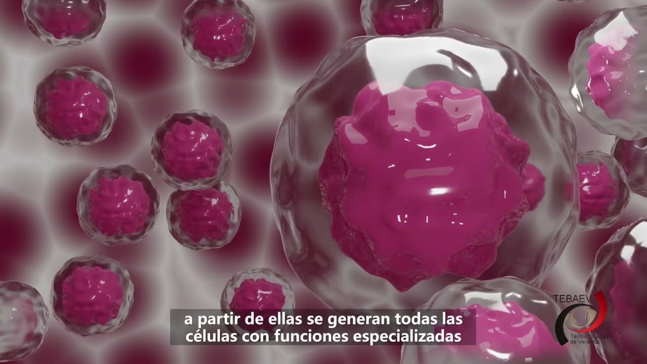 Ciclo celular-Diferenciación celular-Células madre o troncales.