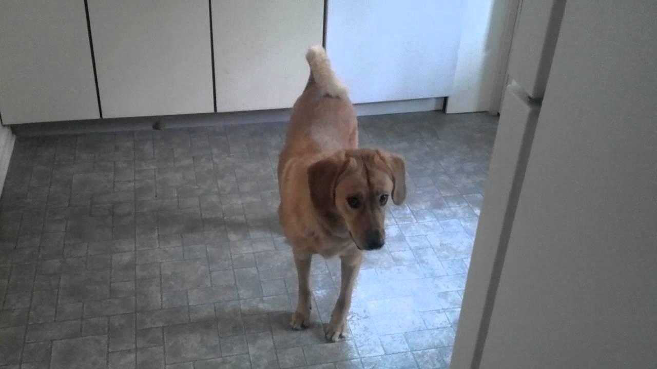 Dog wines