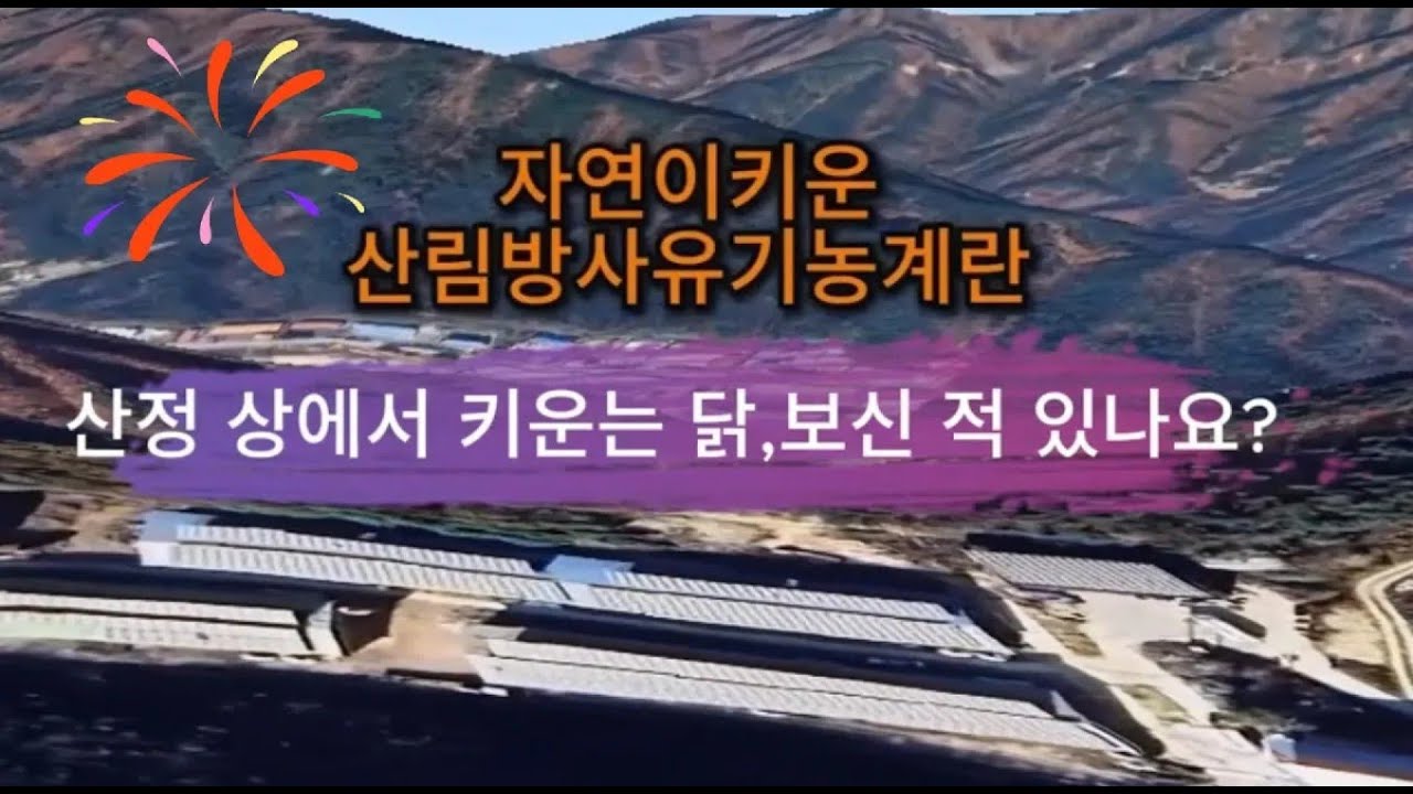 NON-GMO 난각번호1번 산림방사 유기농계란