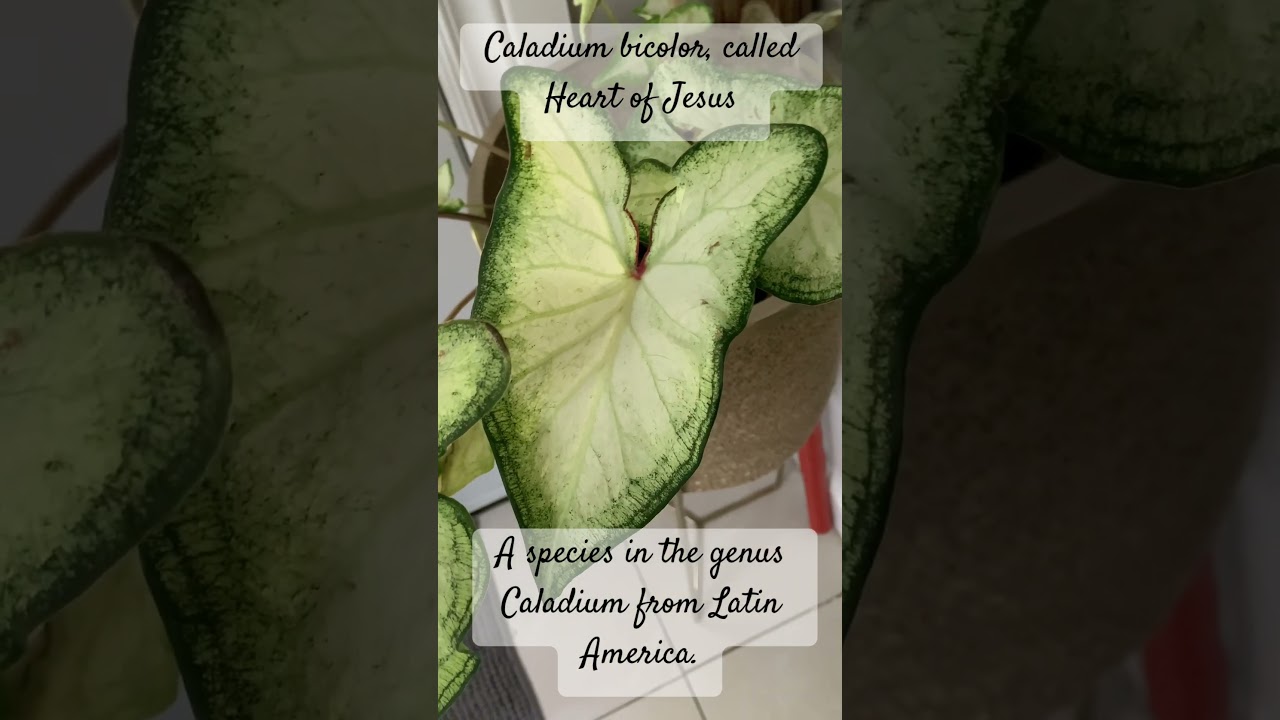 Caladium bicolor, called Heart of Jesus A species in the genus Caladium from Latin America.