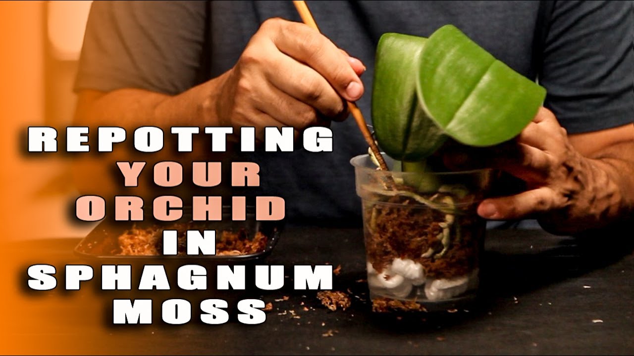 Orchid Care- Repotting A Phalaenopsis Orchid In Sphagnum Moss