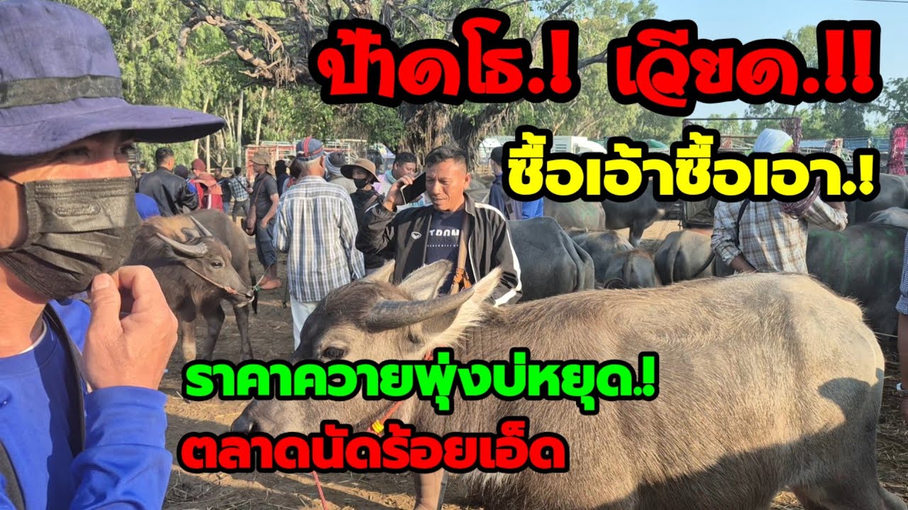 ราคาควายวันนี้ เปิดราคาควายล่าสุดวันนี้สำรวจราคาควายตลาดนัด#เปิดราคาควายน่าซื้อ#ซื้อขายควายน่าเลี้ยง