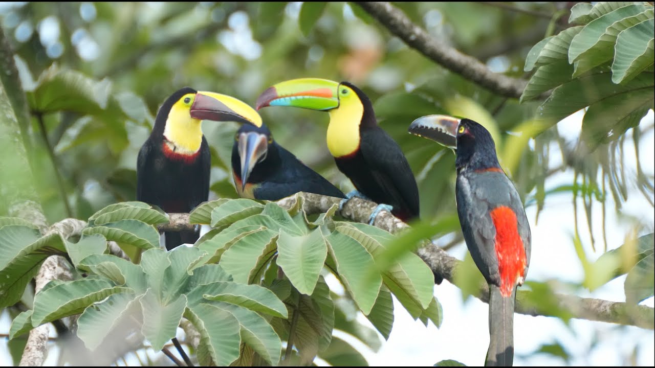 Amazing Birds @ Arenal Volcano Region， Costa Rica