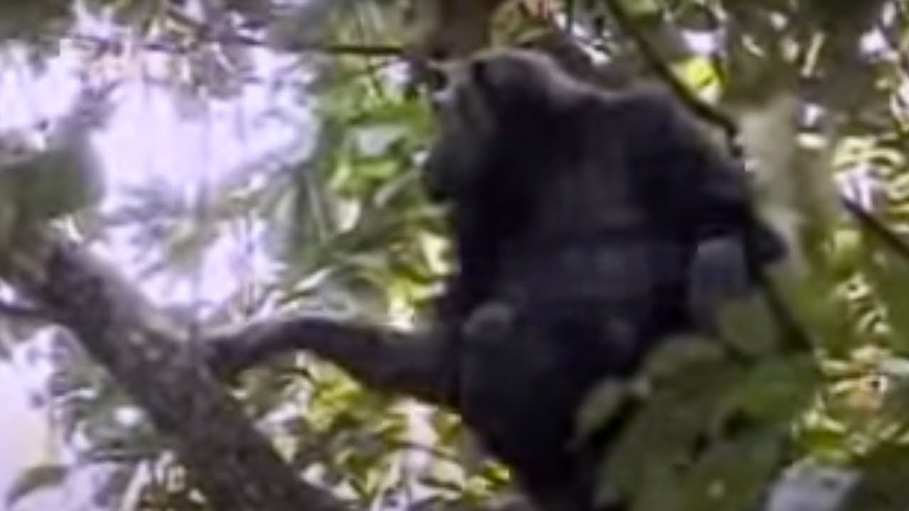 Mother Chimpanzee Protects Her Cute Babies from Other Suspicious Monkeys | BBC Studios