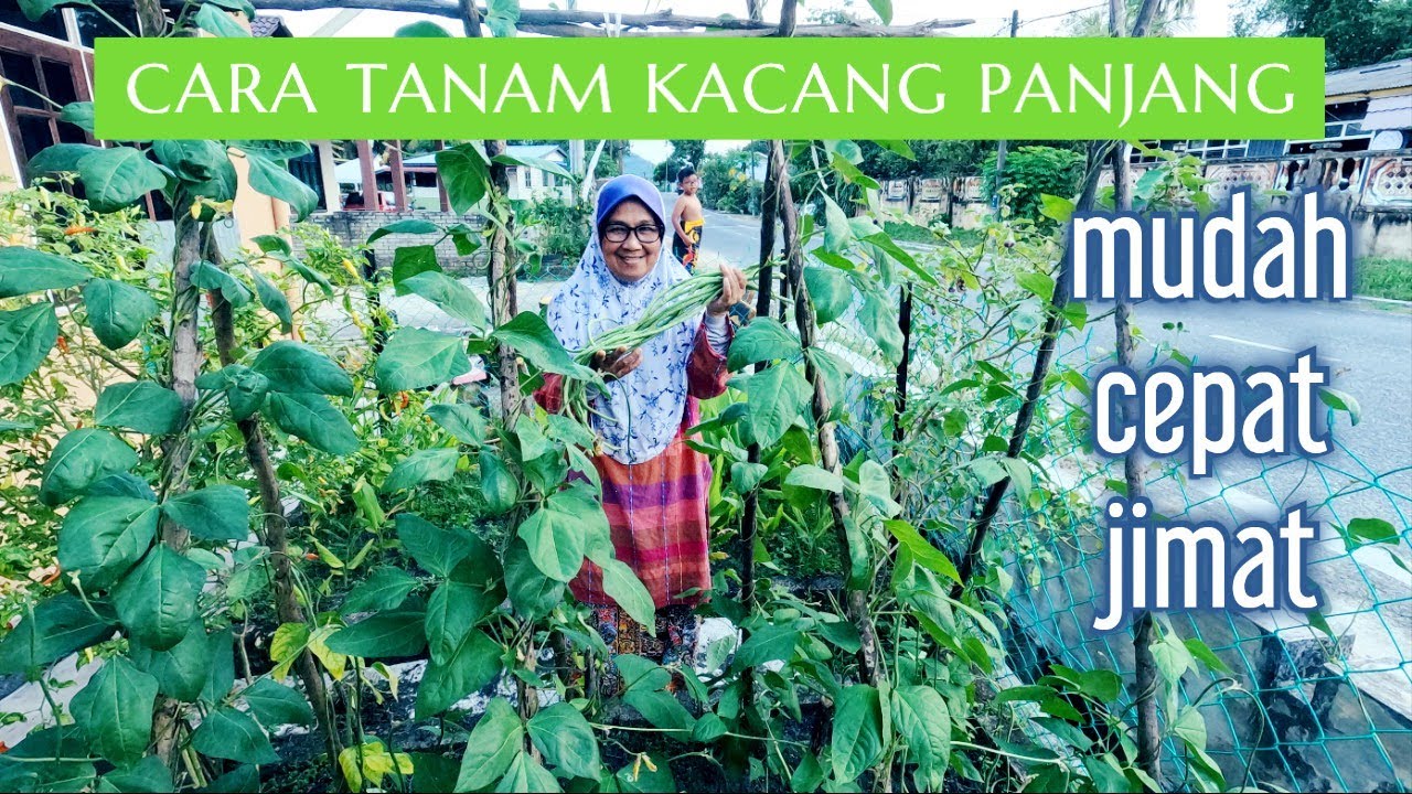 Jom cuba tanam kacang panjang cara nek yah..mudah saja, jimat duit dapur