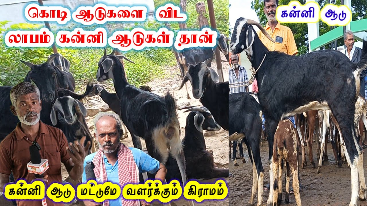 சொந்தக்காரர் கொடுத்த 1 ஆட்டு குட்டியில் இருந்து உருவாக்கிய பண்ணை / @tamilvivasayi