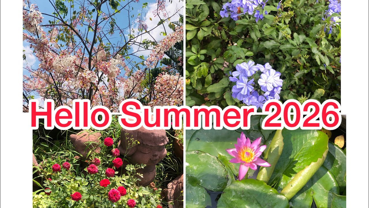Hello summer 2026 - สวัสดีฤดูร้อน อากาศอบอุ่น ดอกไม้เบ่งบาน.  #Live 