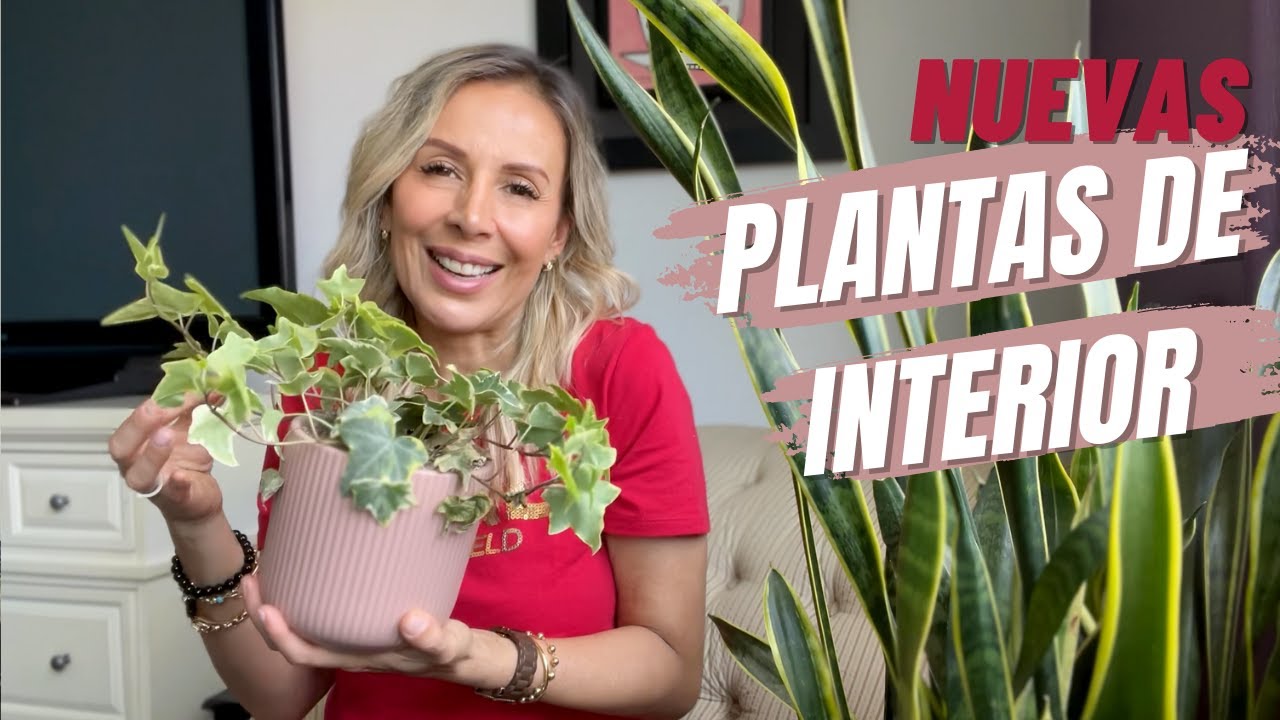 Nuevas macetas, nuevas plantas de interior, acompáñame a plantar