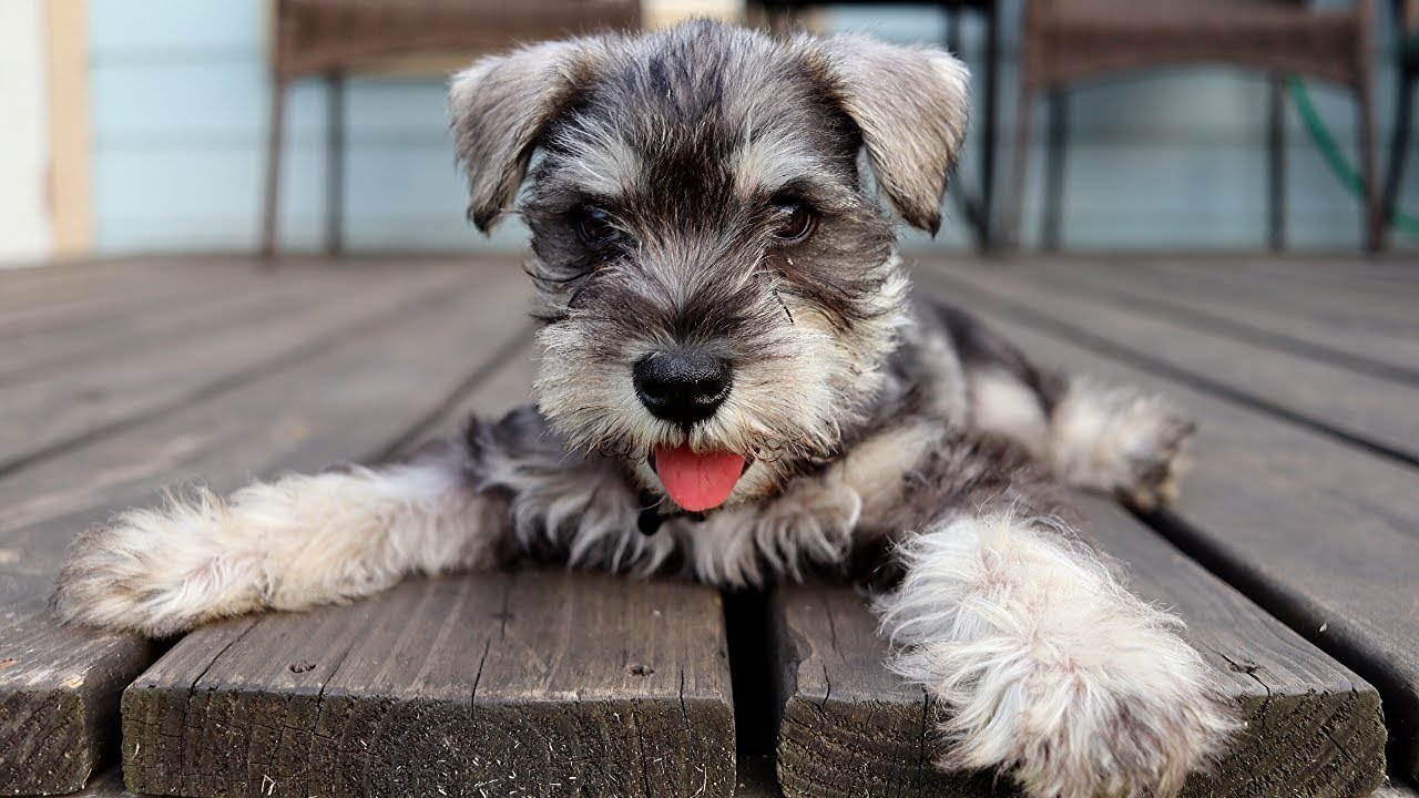 Our new Miniature Schnauzer! Welcome to the family Axel Skywalker!