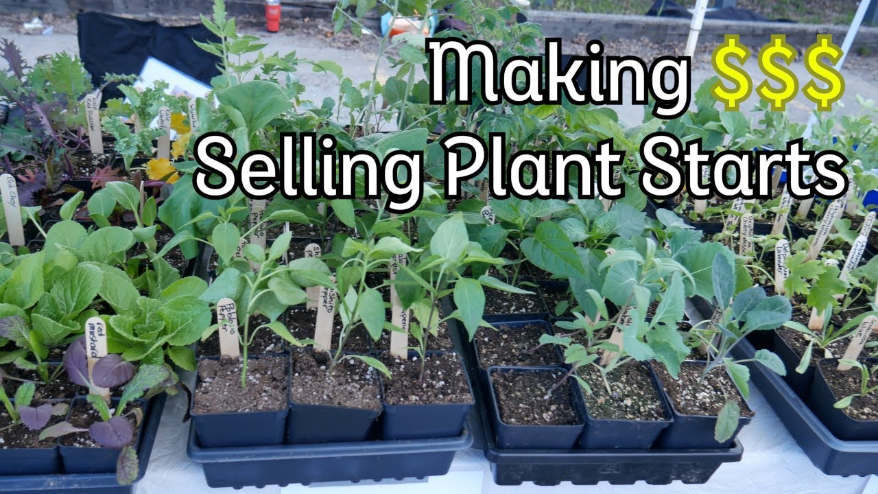 How Much Money I Made Selling Plant Starts at the Farmers Market