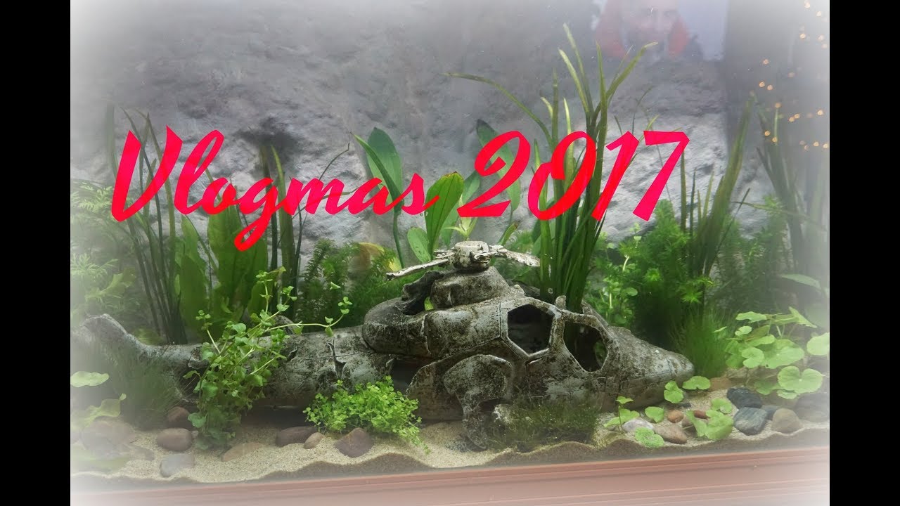 VLOGMAS 2017🎄AKCJA GARNEK,PIERWSZE RYBKI🎄ғoĸ&upsilon;ѕowana