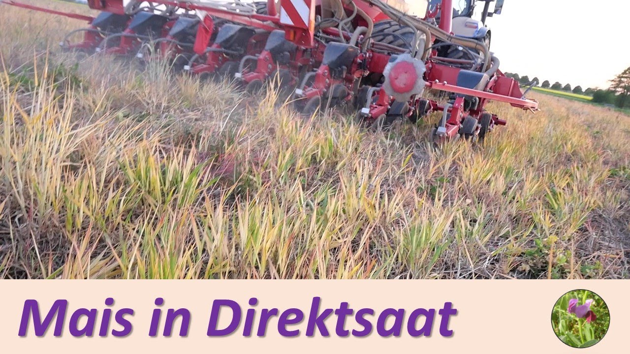 Mais in Direktsaat