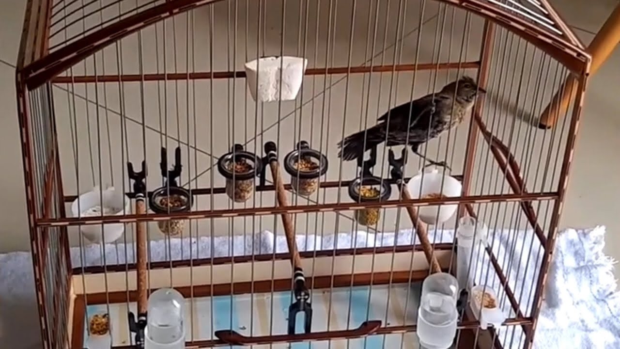 Tiziu forte, rápido, Verdadeira Besta enjaulada 4 horas para esquentar e treinar machos!