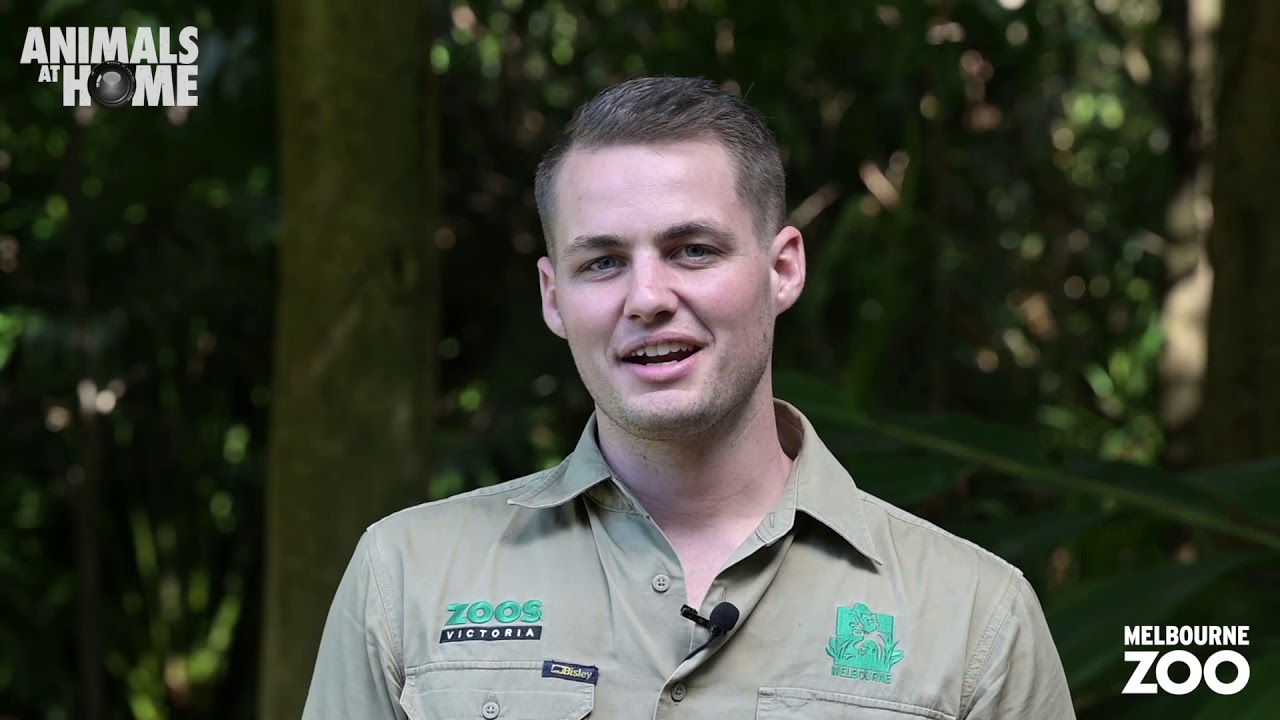 Aldabra Giant Tortoise Keeper Talk at Melbourne Zoo