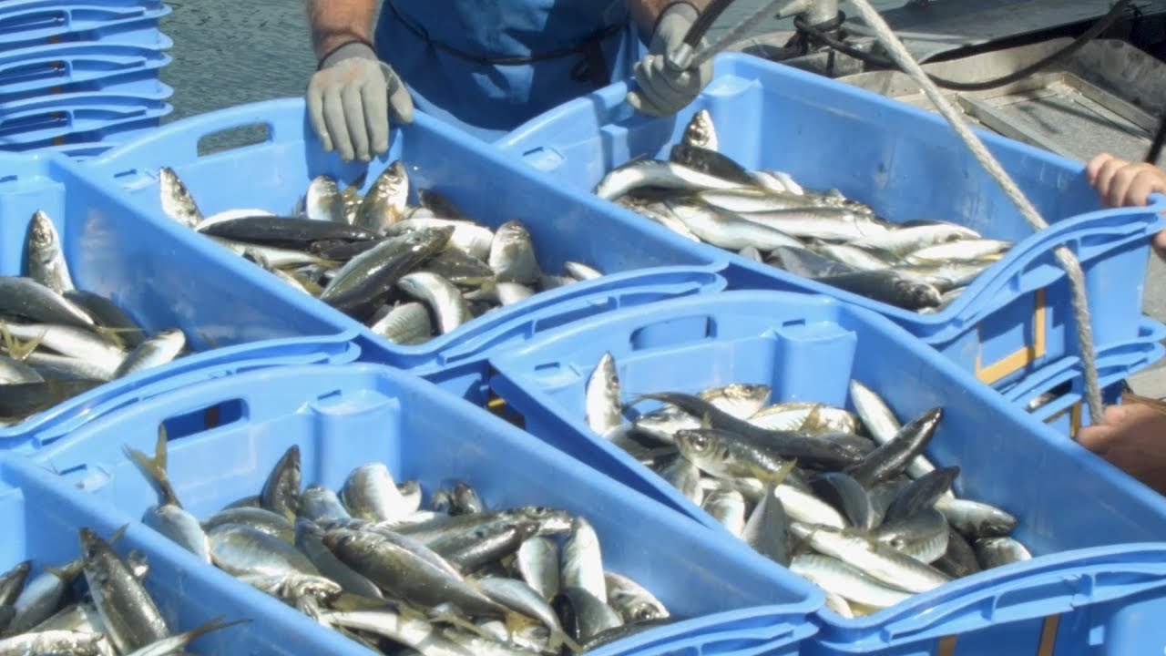 Which is better between wild-caught and farmed fish?