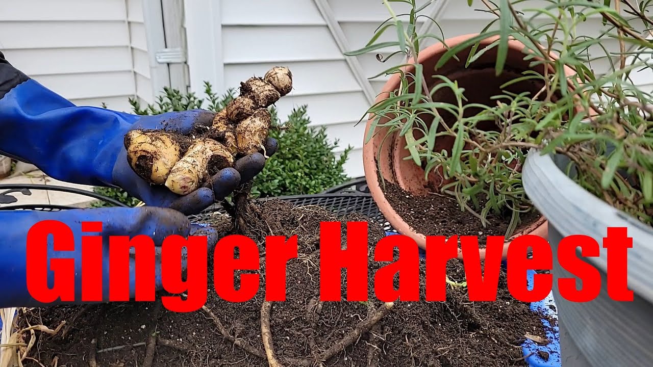 Garden Stroll, Ginger Harvest and 2 more Garlic #sowwellharvestmore