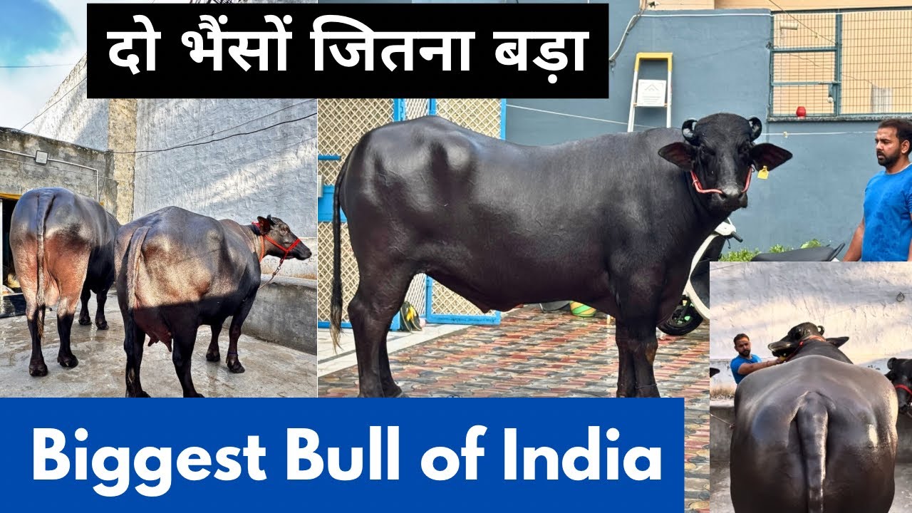 😱 दो भैंसों जितना बड़ा - बाज़ || बुल देखकर सब हैरान - Biggest Murrah Bull of India - Baaz (Jind)