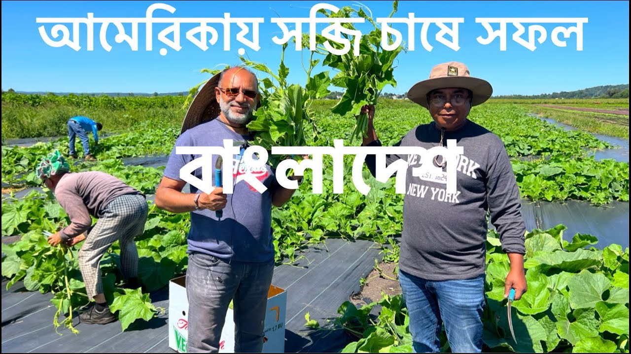 আমেরিকার মাটিতে দেশি সব্জির বাম্পার ফলন || Success Story of Bangladeshi Farmers in the USA.