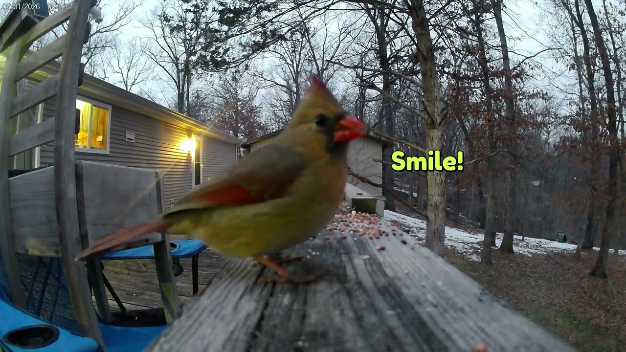 Feeding the early birds
