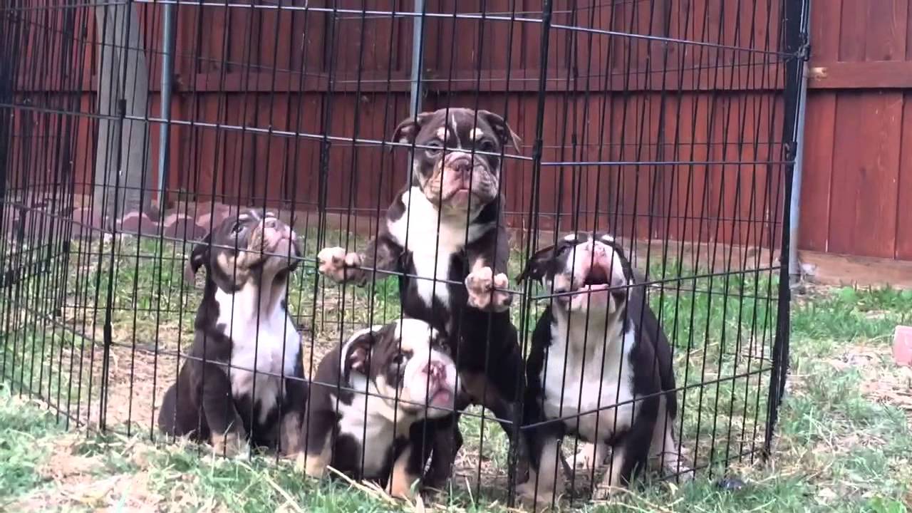 CHOCOLATE TRI ENGLISH BULLDOGS