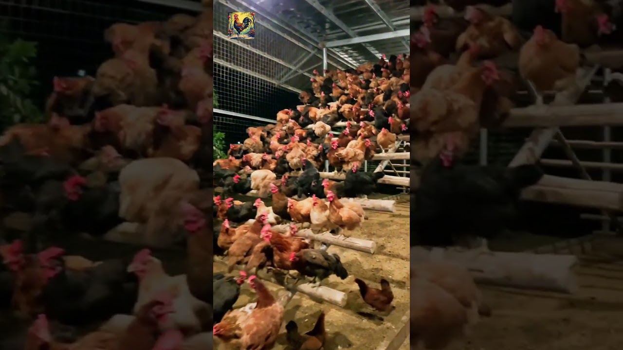 Mischievous chickens. Egg-laying chicken farm. #chickenfarming