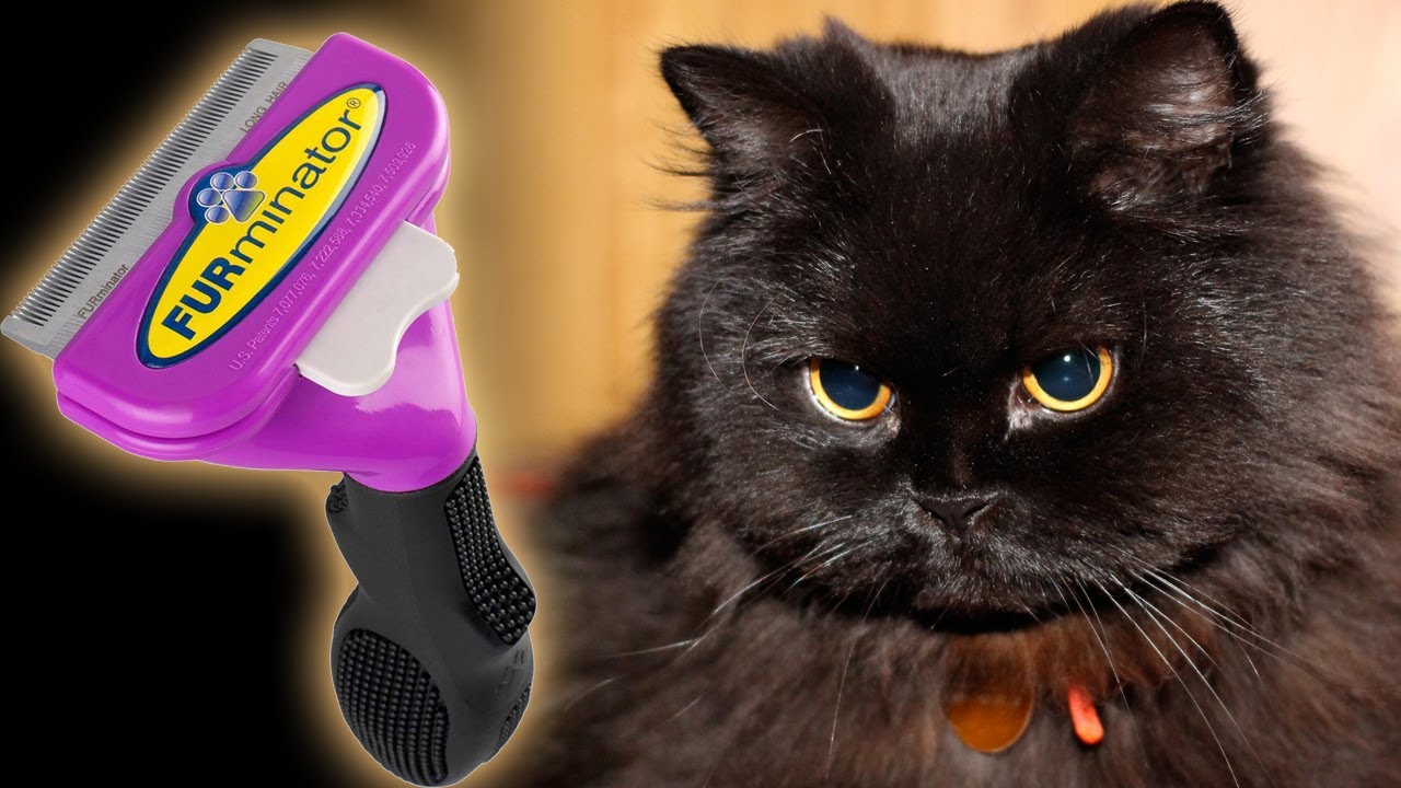 FURminator and my black persian cat Batman