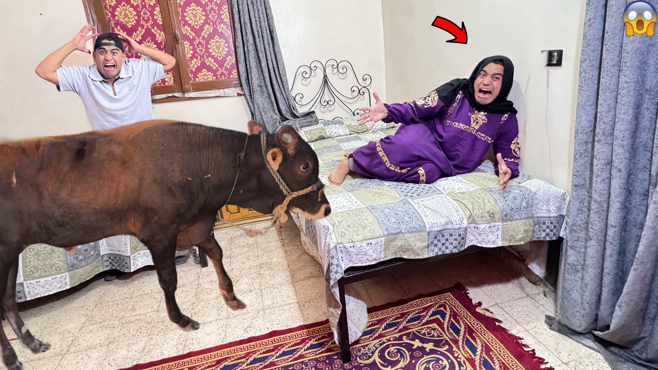 لما اابوك يجيب عجل جاموس واخوك الصغير يدخلوا البيت |عمر نصر 