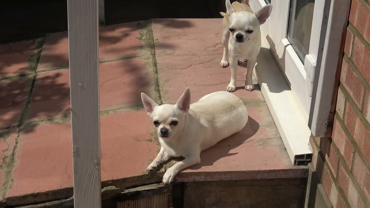 Jerry and Munna:  Lulu and Jem, coming indoors, after their Garden Outing.