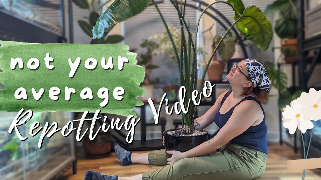REPOT MY PLANTS WITH ME! chatty plant chores, propagation and wrestling a plant BIGGER than ME!