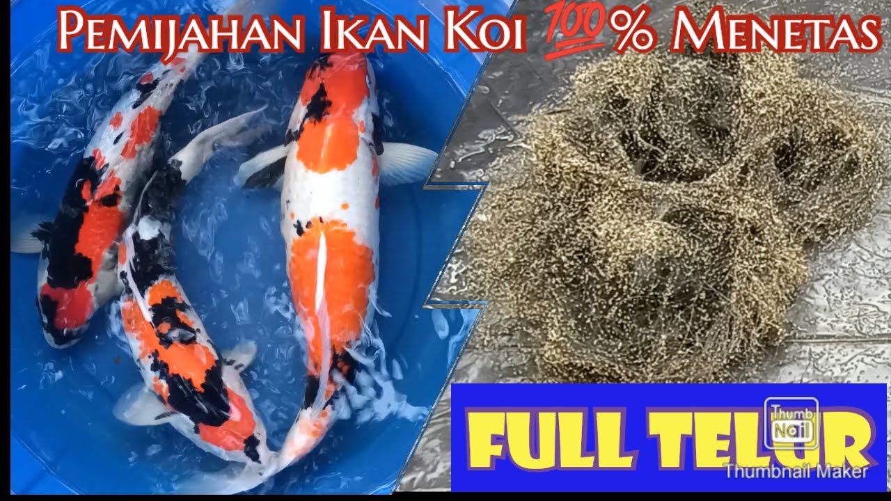 Pemijahan Ikan Koi Berkualitas,Bertelur Tuntas dan 100% Menetas